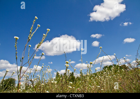 Sprinq fiori di campo in cielo blu Foto Stock