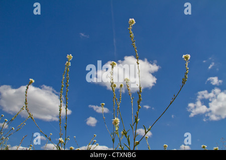 Sprinq fiori di campo in cielo blu Foto Stock