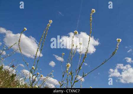 Sprinq fiori di campo in cielo blu Foto Stock