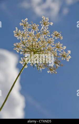 Sprinq fiori di campo in cielo blu Foto Stock