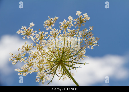 Sprinq fiori di campo in cielo blu Foto Stock