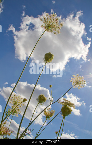 Sprinq fiori di campo in cielo blu Foto Stock