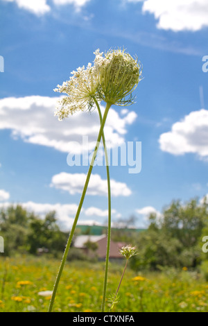 Sprinq fiori di campo in cielo blu Foto Stock