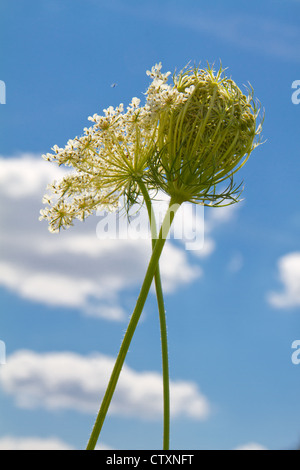 Sprinq fiori di campo in cielo blu Foto Stock