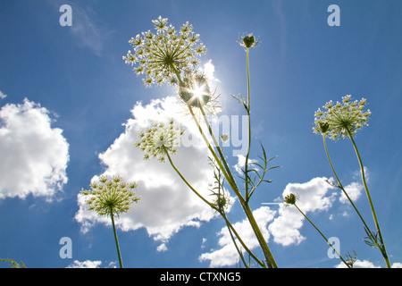 Sprinq fiori di campo in cielo blu Foto Stock