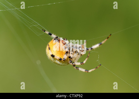 Giardino europeo spider (Araneus diadematus) Foto Stock