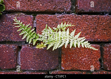 Verde Felce che cresce in un rosso muro di mattoni Foto Stock