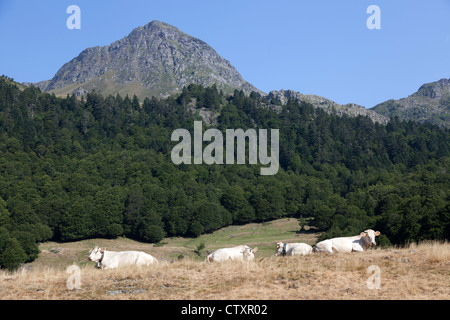 Un sentito parlare di Blonde d'Aquitaine bestiame al loro pascolo ad alta quota (Pic du Midi d'Ossau Parco regionale - Aquitaine - Francia). Foto Stock