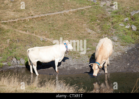 Due Blonde d'Aquitaine vacche di bere in un ruscello (Pic du Midi d'Ossau Parco regionale - Aquitaine - Francia Vaches s'abreuvant. Foto Stock