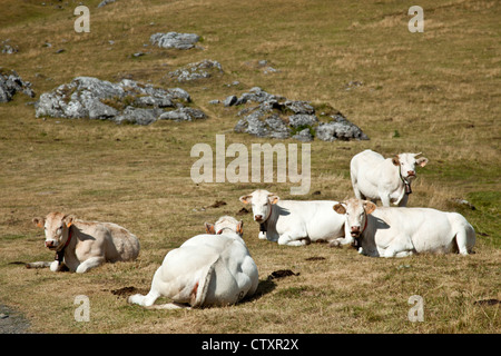 Un sentito parlare di Blonde d'Aquitaine bestiame al loro pascolo ad alta quota (Pic du Midi d'Ossau Parco regionale - Aquitaine - Francia). Foto Stock