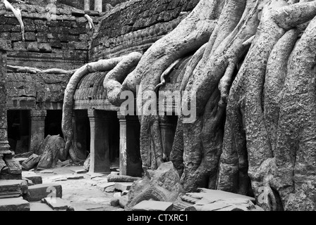 Seta-cotton tree radici aumentano di oltre il recinto interno galleria occidentale, Ta Prohm tempio di Angkor, Cambogia Foto Stock