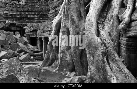 Seta-cotton tree radici aumentano di oltre il recinto interno galleria occidentale, Ta Prohm tempio di Angkor, Cambogia Foto Stock