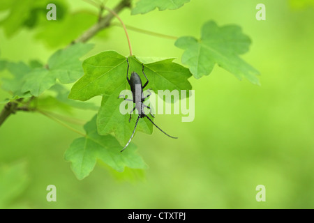 Grande Capricorno Beetle (Cerambyx cerdo) Foto Stock