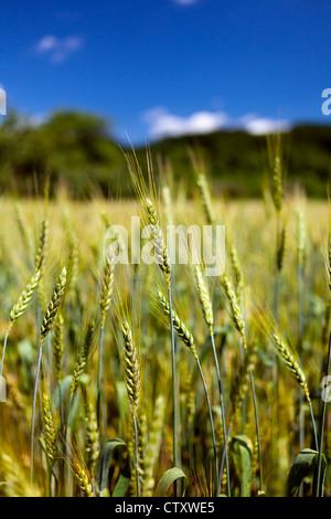 Spighe di grano contro il cielo blu con il fuoco selettivo Foto Stock