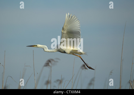 Airone bianco maggiore (Ardea alba) o grande airone bianco o Airone comune Foto Stock