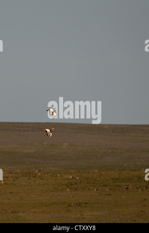 Grande (Bustard Otis tarda) Foto Stock