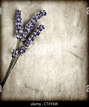 Lavanda fiori isolati su grigio Sfondo grunge, viola bouquet floreali decorano grigio parete grunge, viola i confini di fiori di campo Foto Stock