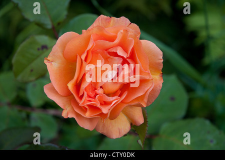 Hybrid Tea Rose (Whisky Mac) Foto Stock