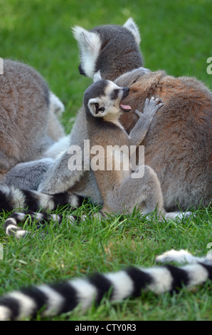 Sbadigliare Ring Tailed Lemur Foto Stock