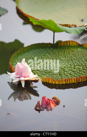 Java, Indonesia, Bogor, Lotus nei Giardini Botanici, giardino di indonesiano Palazzo Presidenziale Foto Stock