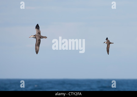 Giant-Petrel settentrionale (Macronectes halli) e grande Shearwater (Puffinus gravis), in volo sopra il mare Scotia. Foto Stock