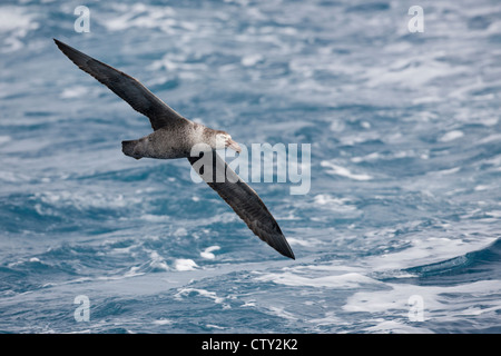 Giant-Petrel settentrionale (Macronectes halli), adulto in volo sopra il mare Scotia. Foto Stock