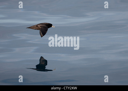 Bianco-chinned Petrel (Procellaria aequinoctialis) in volo sopra il mare Scotia. Foto Stock