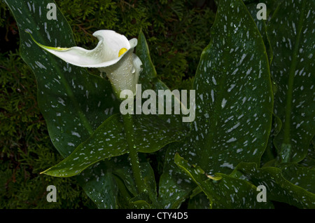 Calla Lily con fogliame variegato con gocce di pioggia , Arum lily, Varkoor Zantedeschia aethiopica Foto Stock