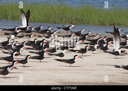 Nero - Skimmer gregge appoggiato su sandbar ad alta marea Rynchops nigra Bolivar Appartamenti Texas. Stati Uniti d'America BI022933 Foto Stock