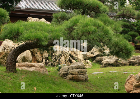 Inclinazione albero di bonsai, Chi Lin Monastero, Hong Kong Foto Stock