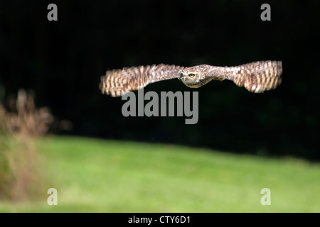 Scavando Il Gufo in volo Foto Stock