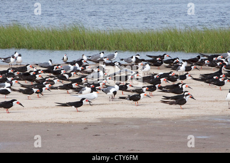 Nero - Skimmer gregge appoggiato su sandbar ad alta marea Rynchops nigra Bolivar Appartamenti Texas. Stati Uniti d'America BI022931 Foto Stock