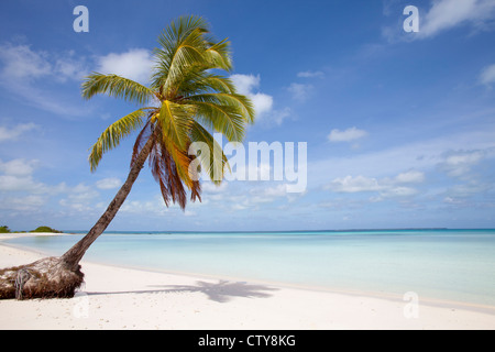 Spiaggia da sogno su una solitaria isola nell'Oceano indiano Foto Stock