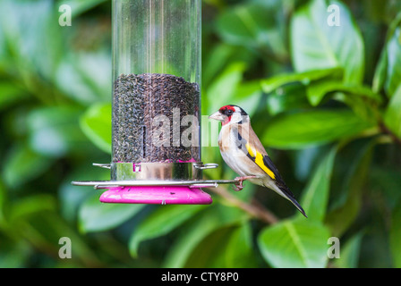 Piccole colorate europeo maschio Cardellino (Carduelis carduelis) alimentazione a un bird feeder riempito con il Niger seme in un giardino inglese Foto Stock