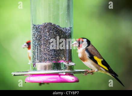 Maschio Cardellino europeo (Carduelis carduelis) un colorato giardino piccolo uccello di alimentazione alimentatore a riempito con semi di niger (seconda bird in background), Regno Unito Foto Stock