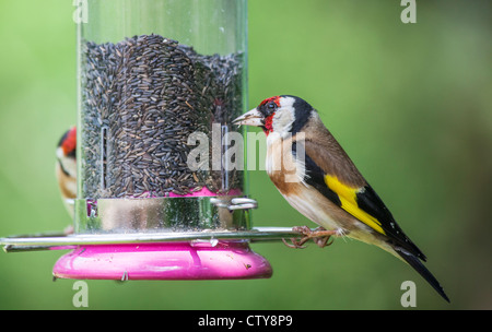 Piccolo, colorato maschio europeo Goldfinch (Carduelis carduelis) che si alimenta a alimentatore riempito con semi di niger (secondo uccello in background) (residente nativo) Foto Stock