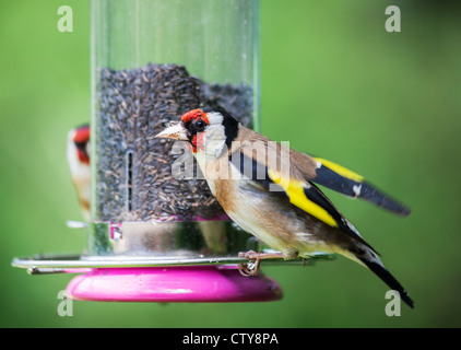 Piccolo, colorato maschio europeo Goldfinch (Carduelis carduelis) che si alimenta a alimentatore riempito con semi di niger (secondo uccello in background) (residente nativo) Foto Stock