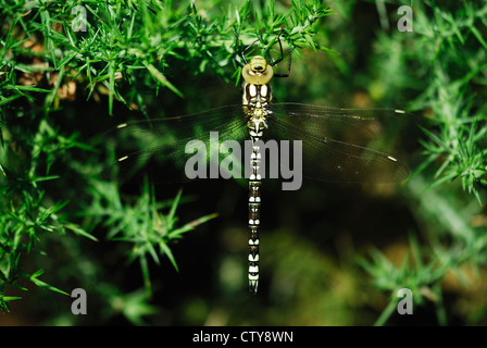 Un Southern hawker dragonfly a riposo su gorse REGNO UNITO Foto Stock