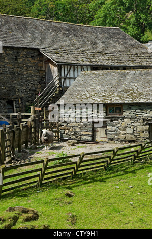 Pecora in una penna a Yew Tree Farm in estate (Una volta di proprietà di Beatrix Potter) Vicino Coniston Cumbria Inghilterra Regno Unito GB Gran Bretagna Foto Stock