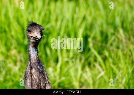 Emu (Dromaius novaehollandiae) ritratto / colpo alla testa praterie con lama singola in Smiley face becco Foto Stock
