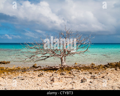 Atollo di Fakarava, Tuamotus Foto Stock