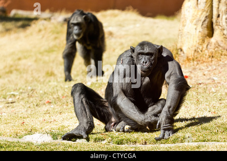 Due adulti scimpanzé nativa per l'Africa occidentale e centrale Foto Stock