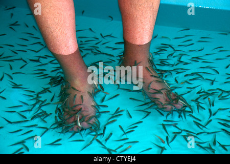 Piedi pedicure data dal doctor fish sull isola di Ko Samui, Thailandia. Foto Stock