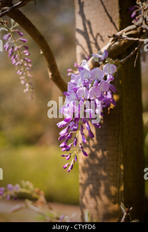 Popolari, profumata fioritura scalatore, Wisteria sinensis, coltivate in pieno sole contro una pergola in legno, Dorset, Regno Unito. Aprile Foto Stock