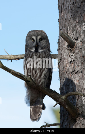 Strix nebulosa gufo seduto su un ramo di albero Foto Stock