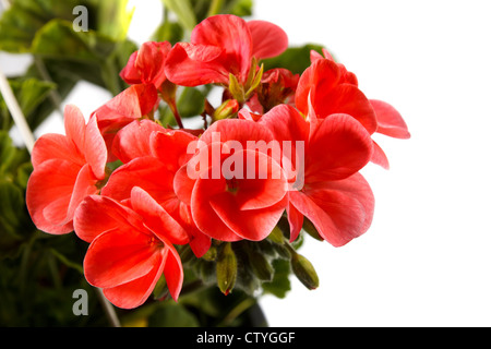 Pelargonium rosso su sfondo bianco Foto Stock