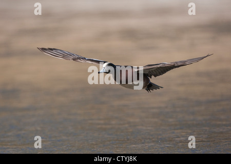 American Wigeon (Anas americana) adulto battenti, Bosque del Apache National Wildlife Refuge , Nuovo Messico, STATI UNITI D'AMERICA Foto Stock