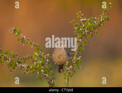 La curva-fatturati Thrasher (Toxostoma curvirostre) adulto appollaiato sulla fioritura arbusto, Starr County, Rio Grande Valley, Texas Foto Stock