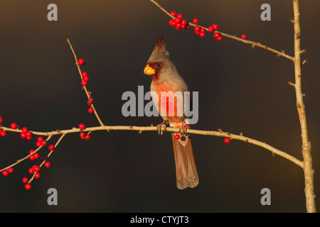 (Pyrrhuloxia Cardinalis sinuatus), maschio mangiare Possum Haw Holly (leccio decidua) Bacche, Starr County, Rio Grande Valley, Texas Foto Stock