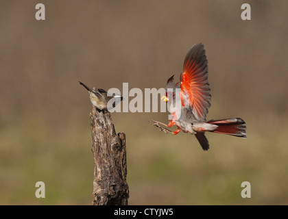 (Pyrrhuloxia Cardinalis sinuatus), maschio e nero-throated Sparrow (Amphispiza bilineata) face off, Starr County, Texas Foto Stock